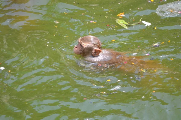 Macaco Nadando Água Índia — Fotografia de Stock