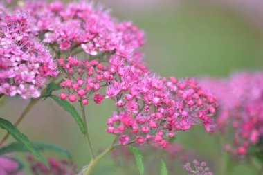 Pembe Petunya çiçek - flowerhead