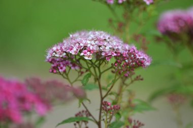Pembe Petunya çiçek - flowerhead