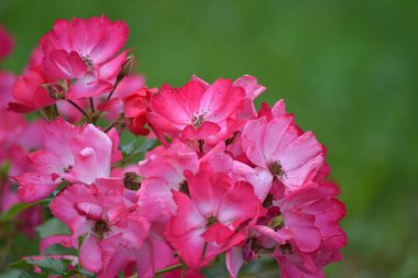 Pembe Petunya çiçek - flowerhead