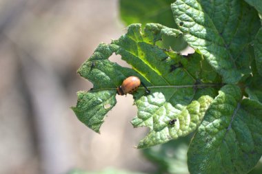 Colorado böceği - patates yemek sıcak