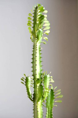 Kaktüs tesisi - hava akımı gibi konular için büyük