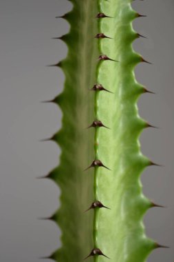 Kaktüs tesisi - hava akımı gibi konular için büyük