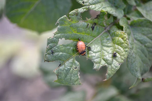 Colorado böceği - patates yemek sıcak