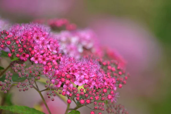 Petunia Rózsaszín Virágok Flowerhead — Stock Fotó