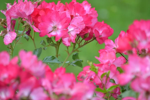 Pembe Petunya çiçek - flowerhead