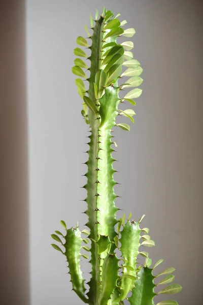 Kaktus Växt Perfekt För Ämnen Som Djupgående — Stockfoto