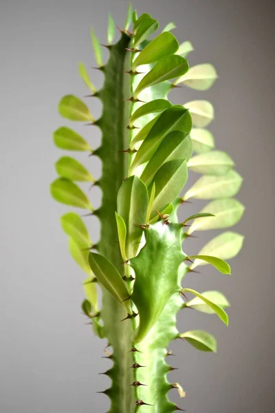 Kaktusz Növény Nagy Témák Mint Huzat — Stock Fotó
