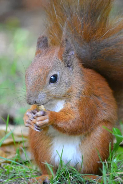 Esquilo Comendo Noz Parque — Fotografia de Stock