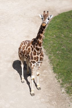 Zürafa - Afrika hayvan, gün