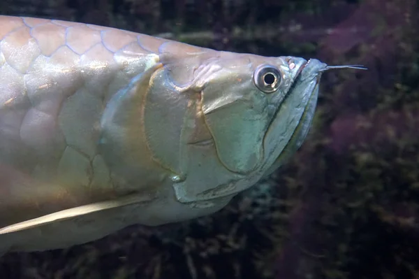 アロワナ魚の水で泳ぐ — ストック写真