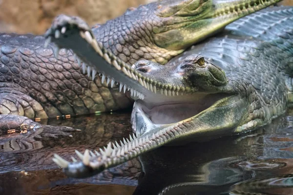 Crocodilo Com Boca Aberta — Fotografia de Stock