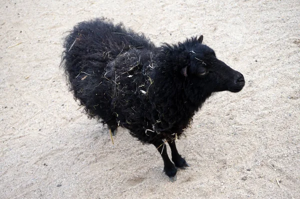 Черная Овца Вид Сверху — стоковое фото