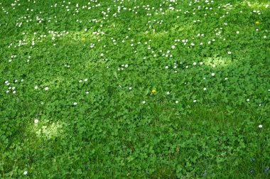 Boş yeşil çimen, Bahçe