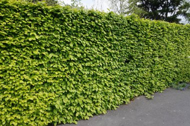 Hedge / telaşı bitki, Bahçe