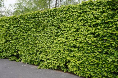 Hedge / telaşı bitki, Bahçe