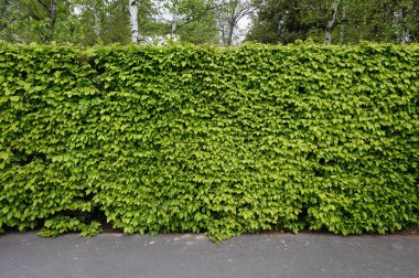 Hedge / telaşı bitki, Bahçe