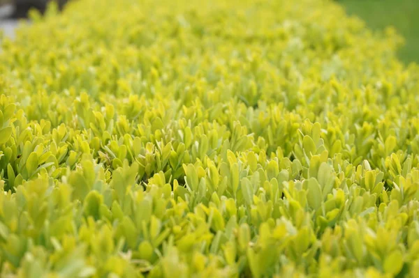 Hedge Hedgegrow Yakın Çekim — Stok fotoğraf