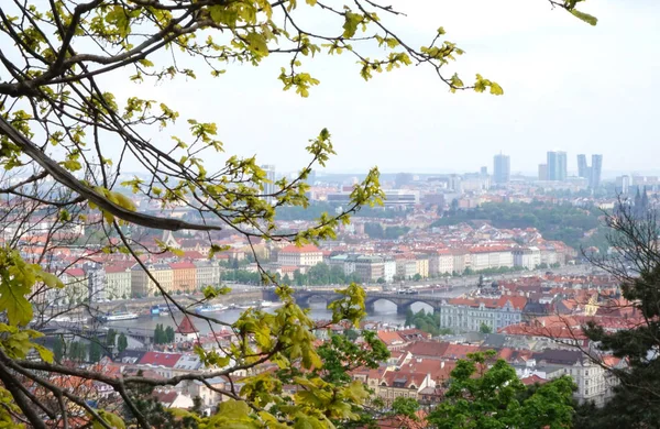 Prague Çek Cumhuriyeti Ağaçlar — Stok fotoğraf