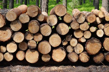 Ormandaki doğranmış fireood