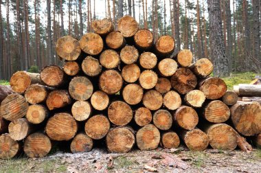 Ormandaki doğranmış fireood