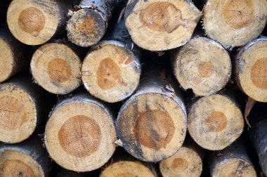 Ormandaki doğranmış fireood