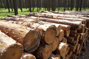 Ormandaki doğranmış fireood