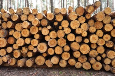 Ormandaki doğranmış fireood