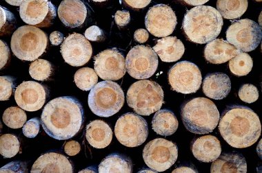 Ormandaki doğranmış fireood