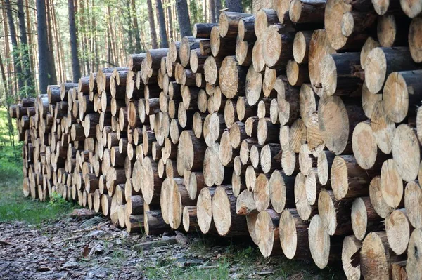 Gehakte Fireood Bos — Stockfoto