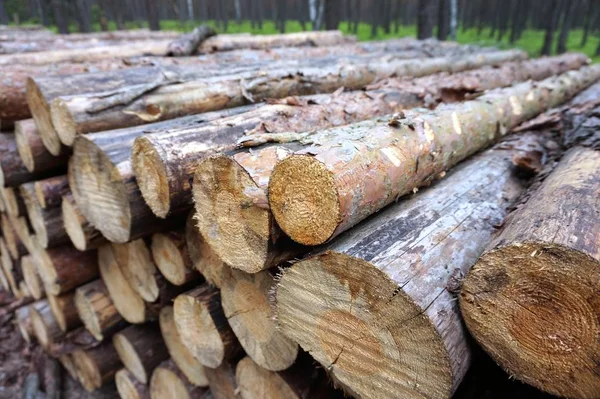 Chopped Fireood Forest — Stock Photo, Image