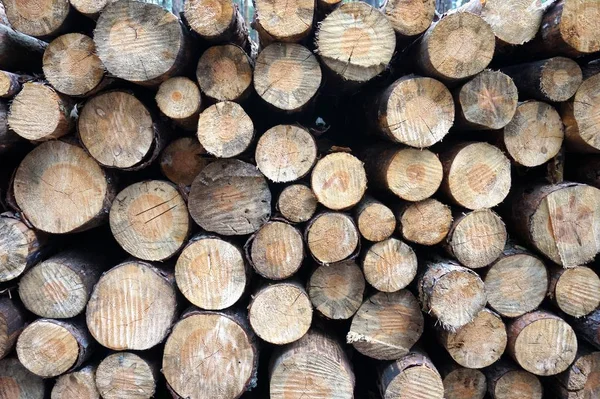Ψιλοκομμένο Fireood Στο Δάσος — Φωτογραφία Αρχείου