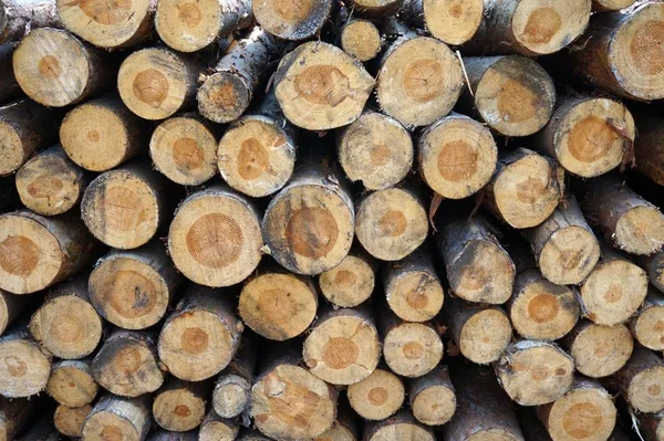 Ormandaki doğranmış fireood