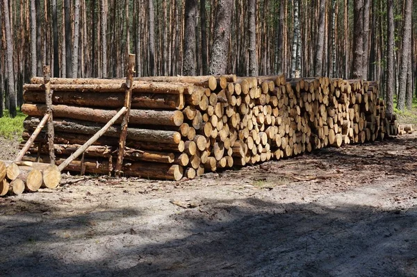 Ψιλοκομμένο Fireood Στο Δάσος — Φωτογραφία Αρχείου