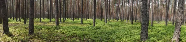 Ormandaki - panorama