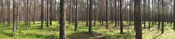 Деревья Лесу Панорама — стоковое фото