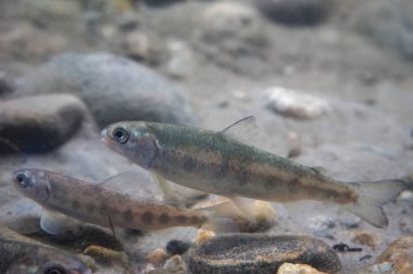 Yüzme, Norveç Somon Balık