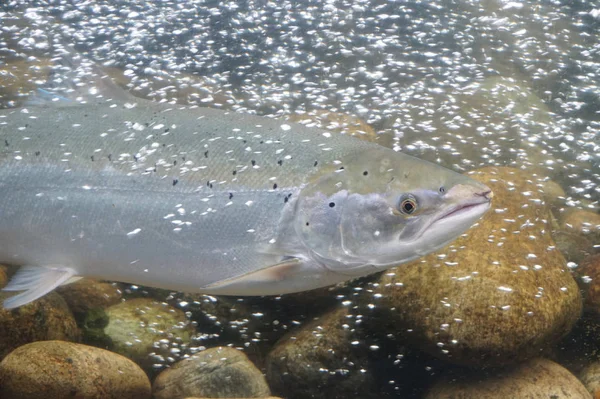 Yüzme, Norveç Somon Balık