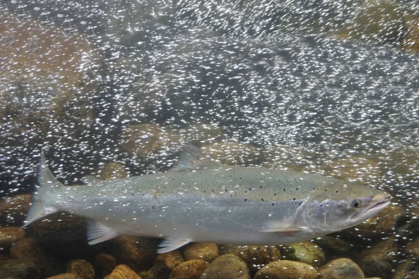 Nage Saumons Norvège — Photo