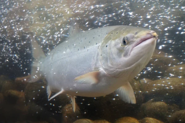 Nage Saumons Norvège — Photo