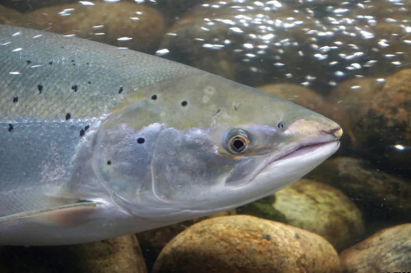 Nage Saumons Norvège — Photo