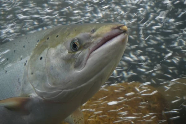 Nage Saumons Norvège — Photo