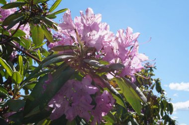 Mor çiçekler, mavi gökyüzü