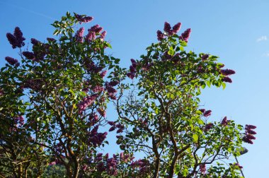 Eflatun çiçekler, mavi gökyüzü