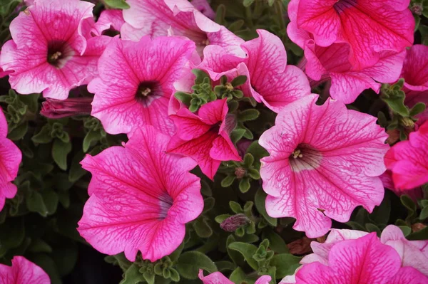 Petunia Fleurs Dans Jardin — Photo