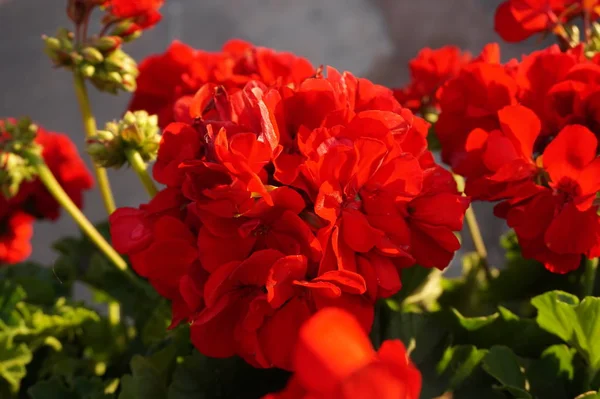 Flores Rojas Petunia Jardín — Foto de Stock