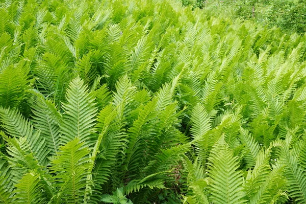 Yeşil Fern Bitkiler Doğa — Stok fotoğraf