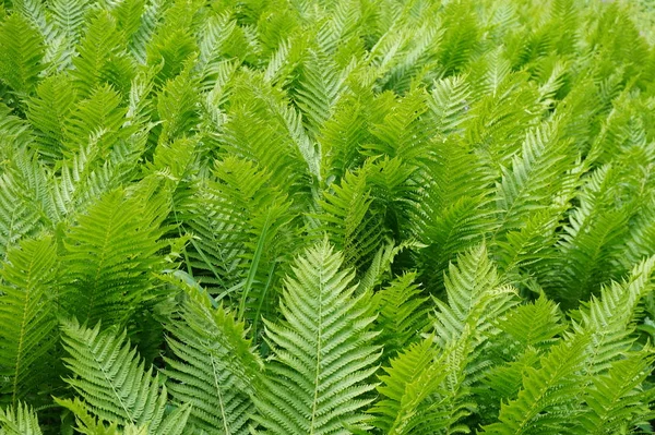 Groene Fern Planten Natuur — Stockfoto