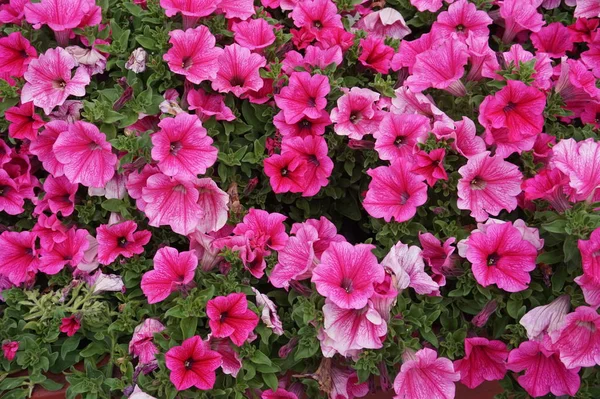 Petunia Flowers Garden — Stock Photo, Image