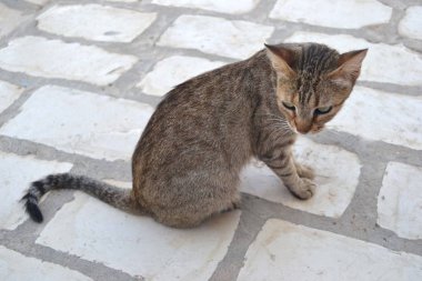 Bir yere oturup kahverengi yerli kedi.